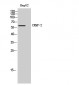 CRMP-2 Polyclonal Antibody