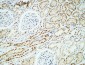 Crystallin-αB Polyclonal Antibody
