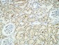 Crystallin-αB Polyclonal Antibody