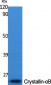 Crystallin-αB Polyclonal Antibody