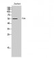 Csk Polyclonal Antibody