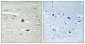 CSN1 Polyclonal Antibody