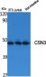 CSN3 Polyclonal Antibody