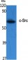 c-Src Polyclonal Antibody