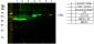 c-Src Polyclonal Antibody