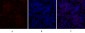 c-Src Polyclonal Antibody