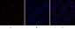 c-Src Polyclonal Antibody