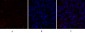 c-Src Polyclonal Antibody