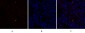 c-Src Polyclonal Antibody