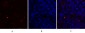 c-Src Polyclonal Antibody