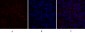 c-Src Polyclonal Antibody