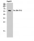 c-Src Polyclonal Antibody