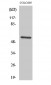 c-Src Polyclonal Antibody