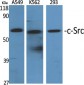 c-Src Polyclonal Antibody