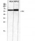 c-Src Polyclonal Antibody
