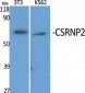 CSRNP2 Polyclonal Antibody