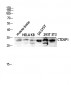 CTDSP1 Polyclonal Antibody