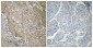 CTPS Polyclonal Antibody