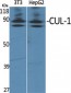 CUL-1 Polyclonal Antibody