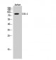 CUL-2 Polyclonal Antibody