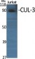 CUL-3 Polyclonal Antibody