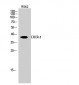 CXCR-3 Polyclonal Antibody