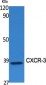 CXCR-3 Polyclonal Antibody