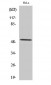 Cyclin A1 Polyclonal Antibody