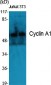 Cyclin A1 Polyclonal Antibody