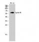 Cyclin B1 Polyclonal Antibody