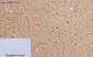 Cyclin B1 Polyclonal Antibody