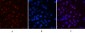 Cyclin B1 Polyclonal Antibody