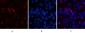 Cyclin B1 Polyclonal Antibody