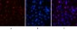 Cyclin B1 Polyclonal Antibody