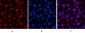 Cyclin B1 Polyclonal Antibody