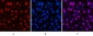 Cyclin B1 Polyclonal Antibody