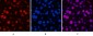 Cyclin B1 Polyclonal Antibody