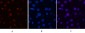 Cyclin B1 Polyclonal Antibody