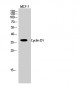 Cyclin D1 Polyclonal Antibody