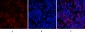 Cyclin D1 Polyclonal Antibody