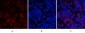 Cyclin D1 Polyclonal Antibody