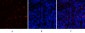 Cyclin D1 Polyclonal Antibody