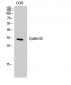 Cyclin D3 Polyclonal Antibody
