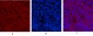 Cyclin E1 Polyclonal Antibody