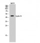 Cyclin E1 Polyclonal Antibody