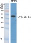 Cyclin E1 Polyclonal Antibody