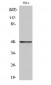 Cyclin E1 Polyclonal Antibody