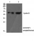 Cyclin E1 Polyclonal Antibody