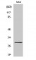 Cyclin G Polyclonal Antibody