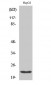 Cyclophilin F Polyclonal Antibody